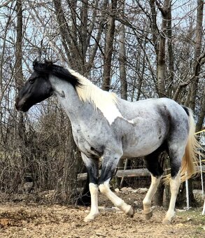 APH APHA PAINT HORSE ŽREBEC pripúšťanie - 4