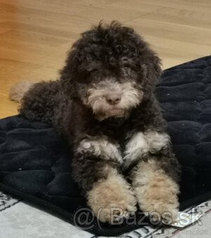 Lagotto Romagnolo krytie - 4