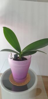 Orchidea - 4