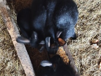 Predám Viedenských modrých zajacov - 4