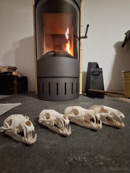 Úprava poľovníckych trofejí,vyvarenie oĉistenie - 4