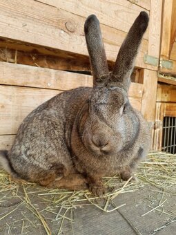 Samica mix hyla 1 rok - 4