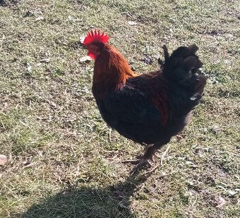 Predám kohútov - 4