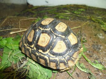 korytnačka leopardia - 4