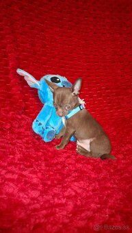 čivava čokoládové šteniatka - 4