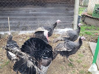 Morky mladé tohtoročné 2025 - 4