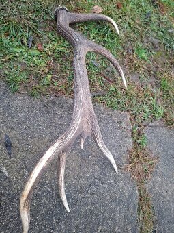 parohy,zhody,parozie,trofeje - 4