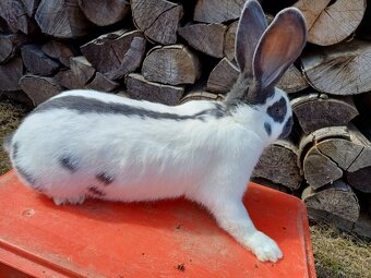 Nemecký obrovitý strakáč - 4