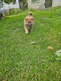 Shiba inu - 4