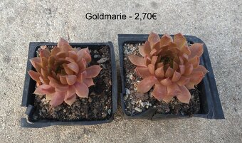 Skalné ruže (Sempervivum) - sadeničky - 4