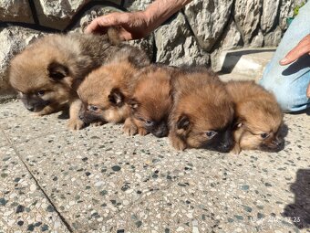 Pomeranian špic oranžovy šteňatá k odberu ihneď. - 4