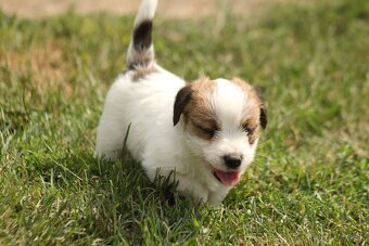 Jack Russell teriér s PP - 4