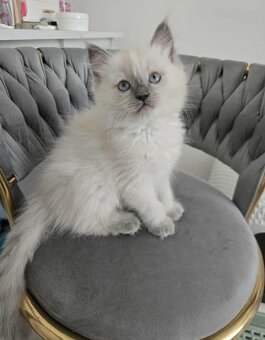 Ragdoll mačiatka blue lynx - 4