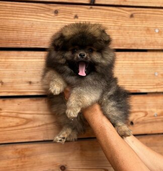 Pomeranian s PP FCI - 4
