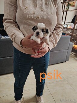 Šteniatka shih-tzu (shihtzu, shitzu) - 4