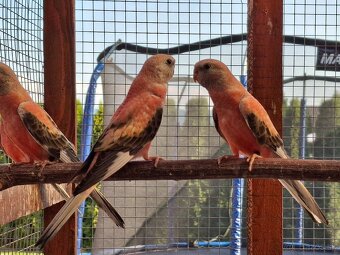 Neofema bourkova - 4