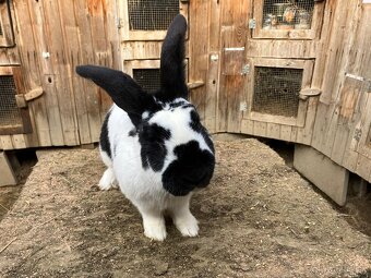 Nemecký obrovitý strakáč - 4