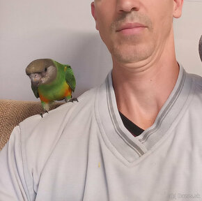 Predám Papagáj sivý - Žako, Papagáj senegalský - 4