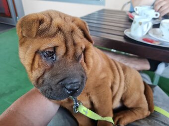 ▶️ SHAR-PEI - 4