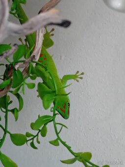 Phelsuma madagaskarska - 4