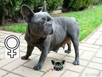 Francúzský buldoček modrý - French bulldog blue - 4
