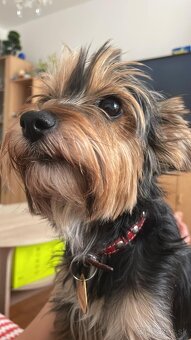 Jorkšír fenka Jablunkov ČR - 4