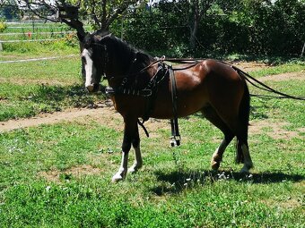 Welsh pony A - pára - 4