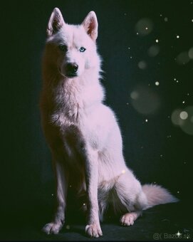 Sibírsky Husky - šteniatka - 4