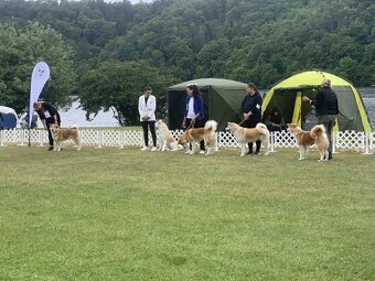 Akita inu s FCI rodokmeňom - plánovaný vrh - 4