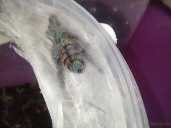 Caribena/Avicularia versicolor, tarantula, pavúk - 4