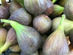 Predám FIGOVNÍK, figovníky Brown Turkey - 4