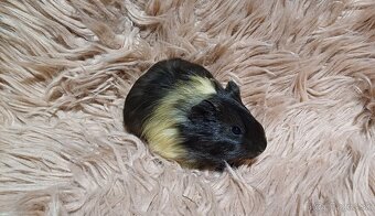 Morské prasiatka - Morčiatka- IHNEĎ K ODBERU - 4