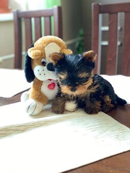 Yorkshirsky terier - 4