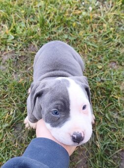 Americký stafordšírsky teriér - 4