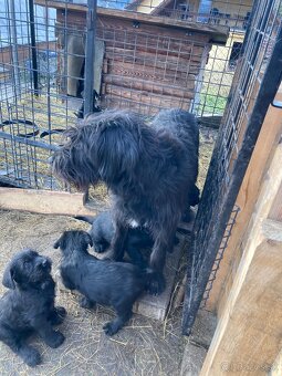 Bradáč veľký - šteniatka - 4