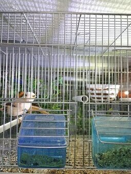 drobotina-len volať - 4