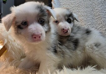 Border Collie, kólia - 4