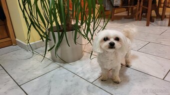 Maltézsky psík na krytie - 4