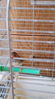 Zebrička,klietka - 4