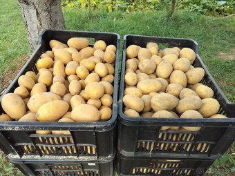 Sadbové zemiaky - 4