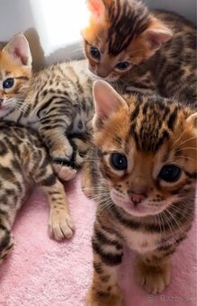 🐆 BENGÁLSKE MAČKY – 6 MESIACOV 🐆 - 4