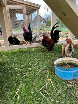 Chovny kmeň -Ayam serama - 4