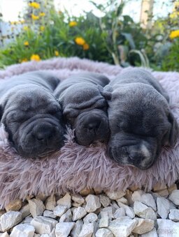 Cane Corso šteniatka - 4