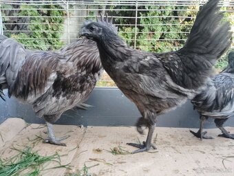 Predám ayam cenami modré červené - 4