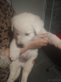 Biely švajčiarsky ovčiak - 4