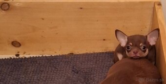 čivava - bračekovia - 4