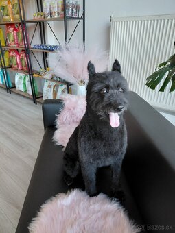 Nový Salón pre psov Lusi vo Svite. - 4