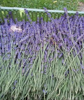 Sušená levanduľa - 4