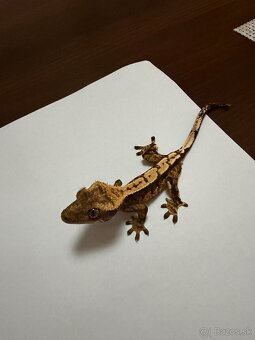 Pagekon riasnatý - 4