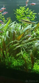 Akvarijné rastliny - 4
